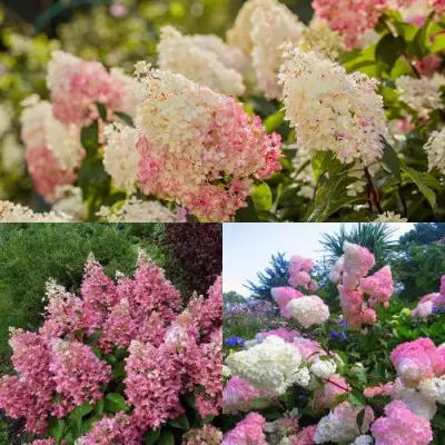 Комплект ЯГОДНОЕ МОРОЖЕНОЕ в Полоцке