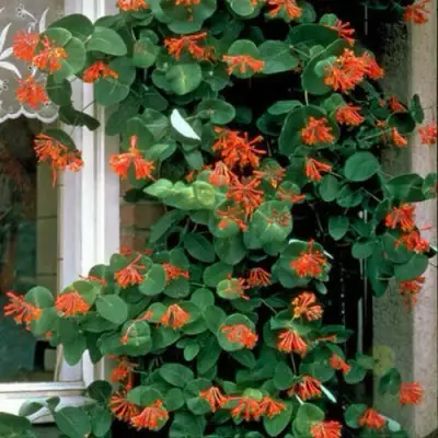 Жимолость ДРОМПОР СКАРЛЕТТ брауна в Полоцке