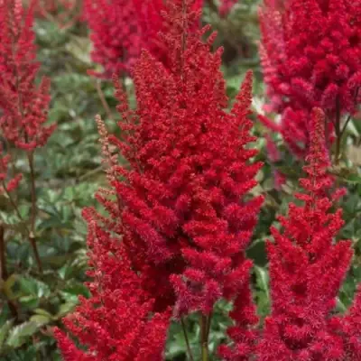 Астильба СКАЙСКРЕЙПЕР китайская в Полоцке