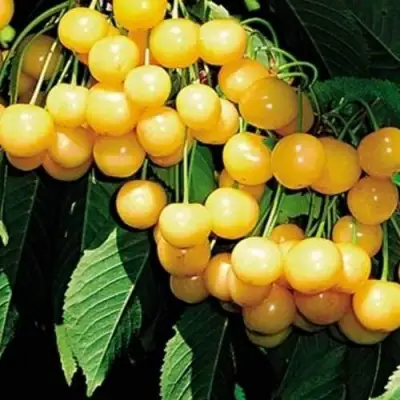 Черешня ДРОГАНА ЖЁЛТАЯ в Полоцке