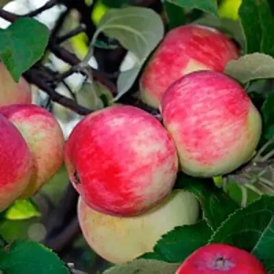 Яблоня СЕРЕБРЯНОЕ КОПЫТЦЕ в Полоцке