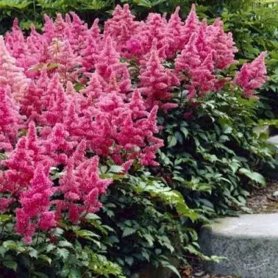 Астильба БОНН японская в Полоцке