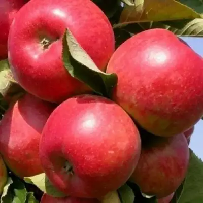 Яблоня ДЖИН колонновидная в Полоцке