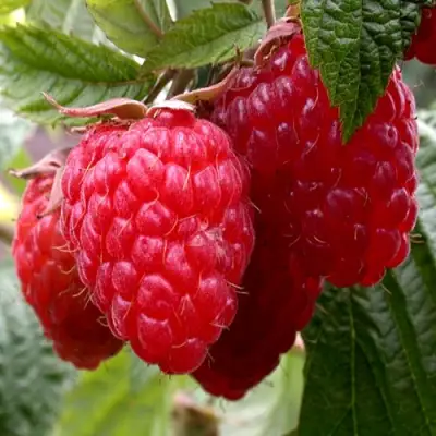 малина Квелли