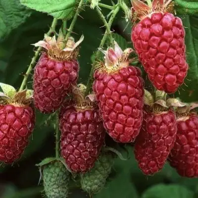 Малина РУБИНОВОЕ ОЖЕРЕЛЬЕ в Полоцке