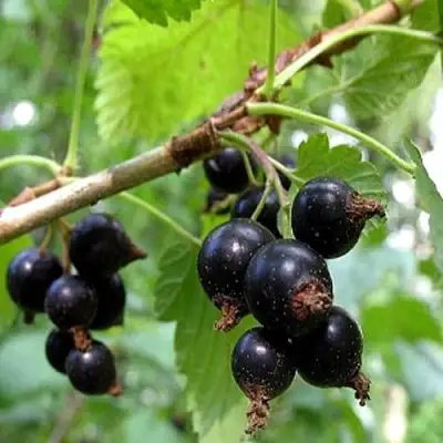 Смородина чёрная БИНАР в Полоцке