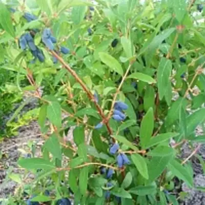 Жимолость съедобная АМФОРА в Полоцке