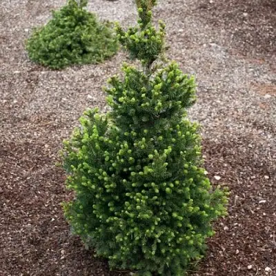 Ель ВИЛС ЦВЕРГ обыкновенная в Полоцке