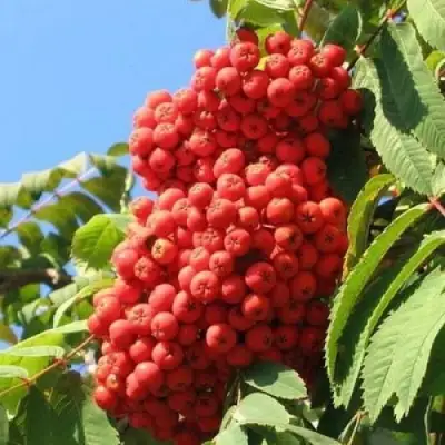 Рябина НЕВЕЖИНСКАЯ сладкоплодная в Полоцке