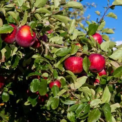 Яблоня СЯБРЫНА в Полоцке