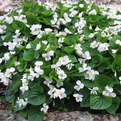 Фиалка АЛЬБИФЛОРА сестринская в Полоцке