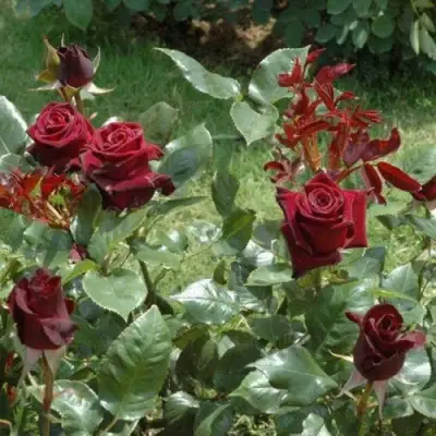 Роза БЛЭК БАККАРА чайно-гибридная в Полоцке