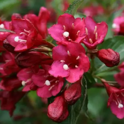 Вейгела ЕВА РАТКЕ в Полоцке