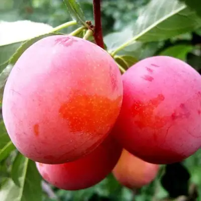 Слива КОМЕТА в Полоцке