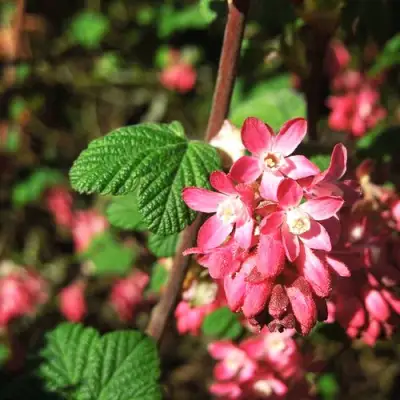 Смородина кроваво-красная ПУЛБОРО СКАРЛЕТ  в Полоцке