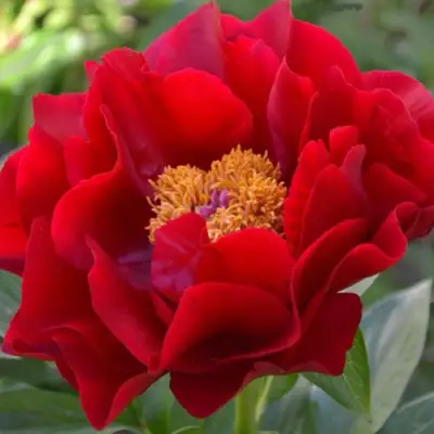 Пион МАКИНАК ГРАНД травянистый в Полоцке