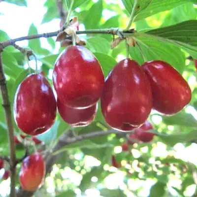 Кизил ЛУКЬЯНОВСКИЙ в Полоцке