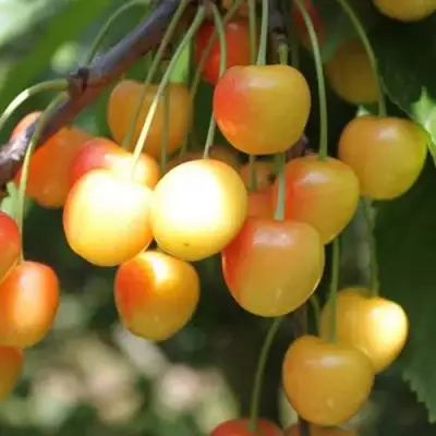 Черешня ЯНТАРНАЯ в Полоцке