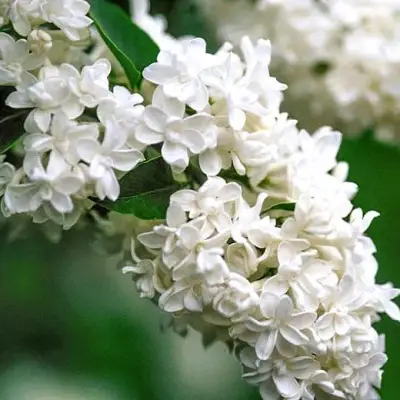 Сирень МАДАМ ЛЕМУАН в Полоцке