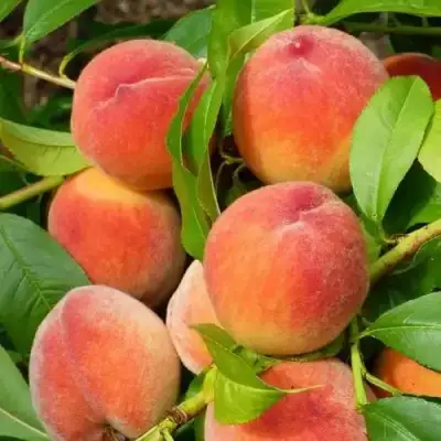 Персик РЕД ХЕВЕН в Полоцке