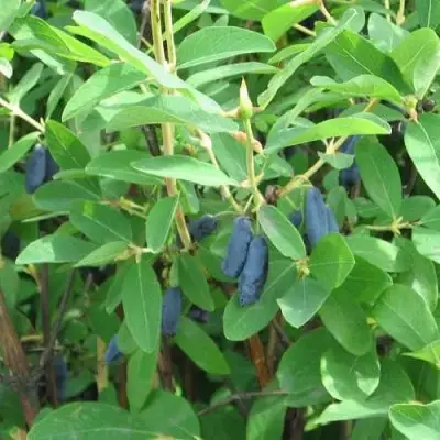 Жимолость съедобная ПУШКИНСКАЯ в Полоцке