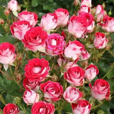 Роза ШОНЕ КОБЛЕНЦЕРИН флорибунда в Полоцке