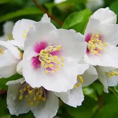 Жасмин БЕЛЬ ЭТУАЛЬ в Полоцке