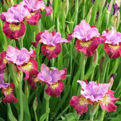 Ирис МИСС ЭППЛ сибирский в Полоцке