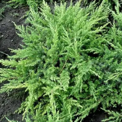 Можжевельник ШЛЯГЕР прибрежный в Полоцке