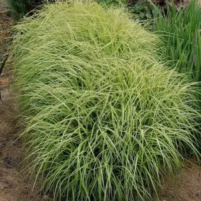 Осока ВАРИЕГАТА пальмолистная в Полоцке