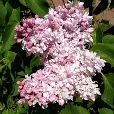 Сирень МИЛОСЕРДИЕ в Полоцке