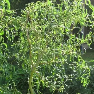 Ива МАТСУДАНА в Полоцке