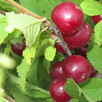 Вишня персиковая АФЛОЦЕРАЗУС в Полоцке