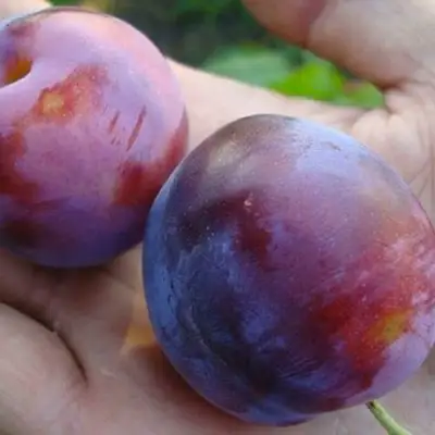 Слива РЕНКЛОД в Полоцке