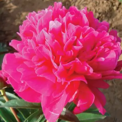 Пион РУБИНОВЫЙ СВЕТ травянистый в Полоцке