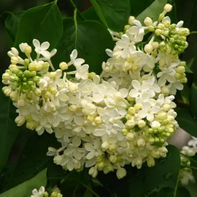 Сирень ПРИМРОУЗ в Полоцке