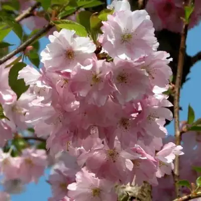Вишня АККОЛЕЙД цветущая в Полоцке