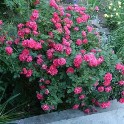 Роза ДЖОРДЖ ВАНКУВЕР флорибунда в Полоцке