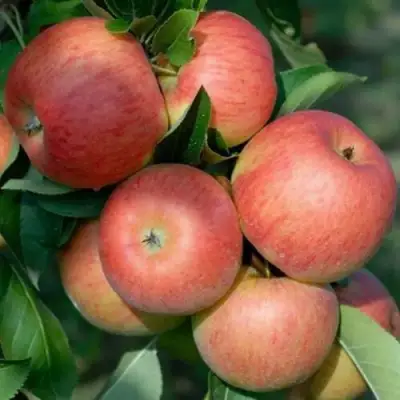 Яблоня ТОПАЗ в Полоцке