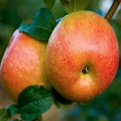 Яблоня ПЕРСИКОВАЯ в Полоцке