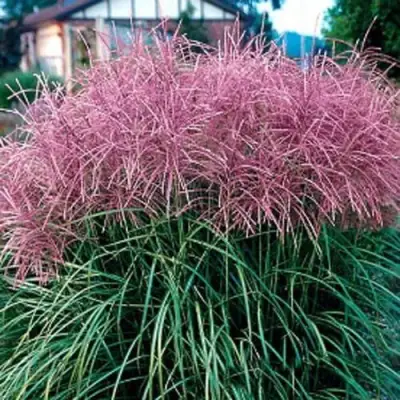 Мискантус МАЛЕПАРТУС китайский  в Полоцке