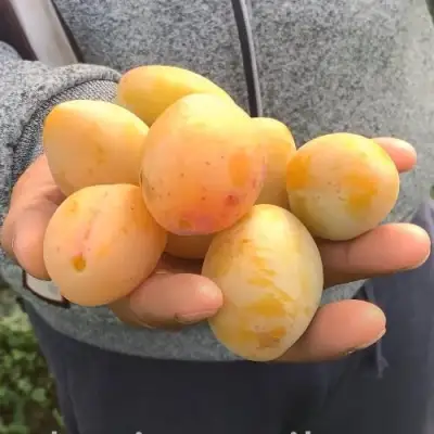 Слива ЯХОНТОВАЯ в Полоцке