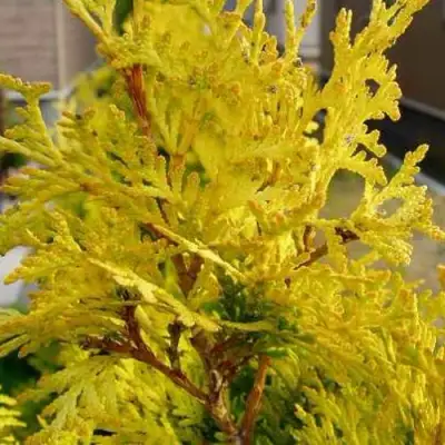 Туя ЕВРОПА ГОЛД западная в Полоцке