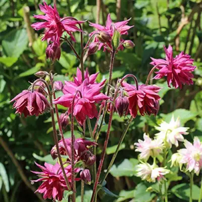 Аквилегия БАРЛОУ БОРДО обыкновенная в Полоцке