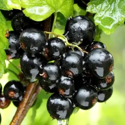Смородина чёрная БЕЛОРУССКАЯ СЛАДКАЯ в Полоцке
