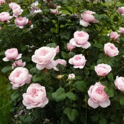 Роза КУИН ОФ СУИДЕН (КОРОЛЕВА ШВЕЦИИ) английская в Полоцке