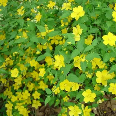 Керрия японская ГОЛДЕН ГИНЕЯ в Полоцке