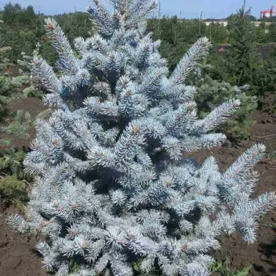 Ель МИСТИ БЛЮ голубая в Полоцке