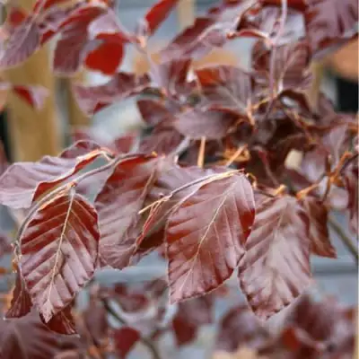 Бук лесной АТРОПУНИЦЕА в Полоцке