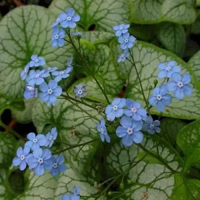 Бруннера ДЖЭК ФРОСТ в Полоцке